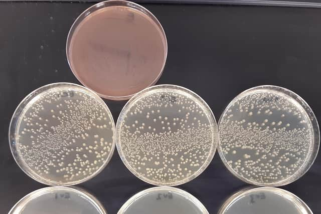 Test petri dishes show the difference the UVC sanitiser makes, with the middle row of untreated samples, showing the strong presence of e-coli without UVC exposure, the bottom row showing the same test procedure, but with UVC exposure