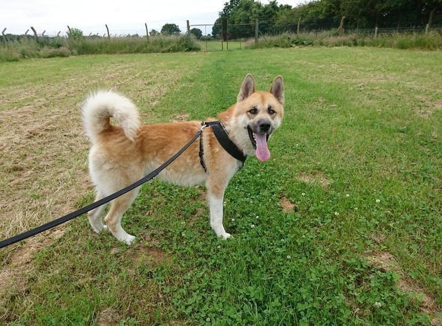 Could you give a home to one of these animals?