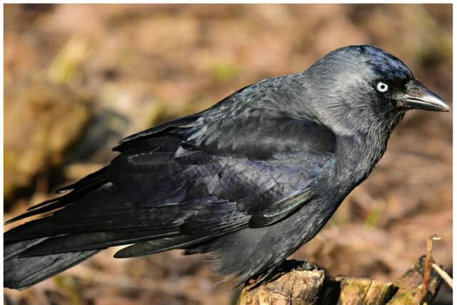 A jackdaw called Derek is reportedly terrorising villagers in Rossington. (Photo: Pixabay)