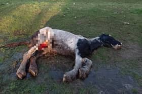 The ponies were found dead in a field in Doncaster.