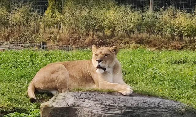 You can look forward to visiting the Yorkshire Wildlife Park this weekend. Be sure to book tickets online as it will be busy.