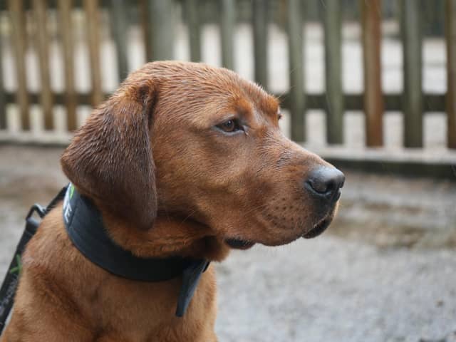 Dogs 4 Wildlife specialist conservation dogs in training, Rocket and Fudge visit Yorkshire Wildlife Park, for exposure to the wildlife they will one day protect in South Africa.