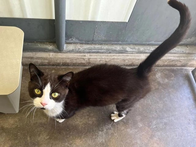 At 3 years old, Jack is a bit of a recluse, but will show his affection for people who respect his personal space.