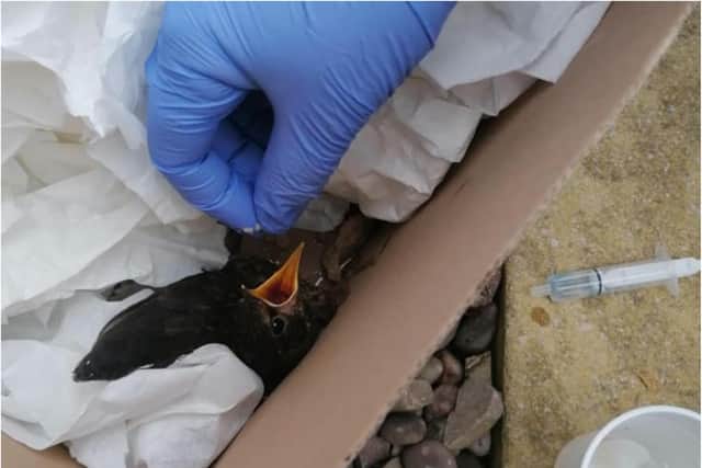 Staff have been nursing the injured bird back to health. (Photo: DBTH).