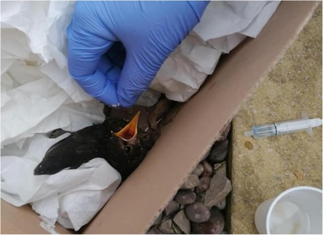 Staff have been nursing the injured bird back to health. (Photo: DBTH).