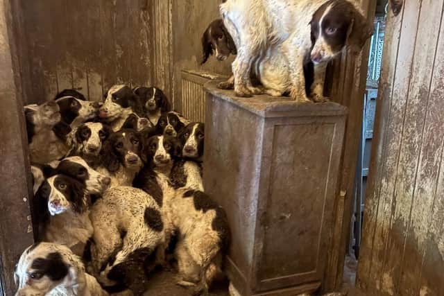 The dogs were found living in appalling conditions.