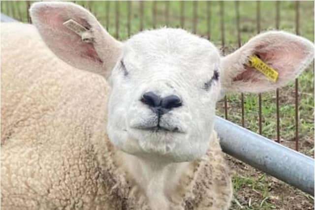 Darcy the lamb has died.