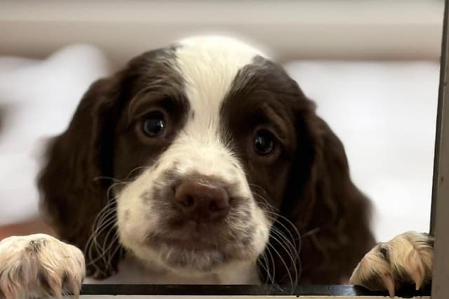 Rescued dogs find new careers with the police after 80 canines were found ...