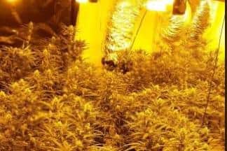 Pictured is part of cannabis grow which was discovered by South Yorkshire Police after a raid at a property on Carlton Road, Wheatley, Doncaster.