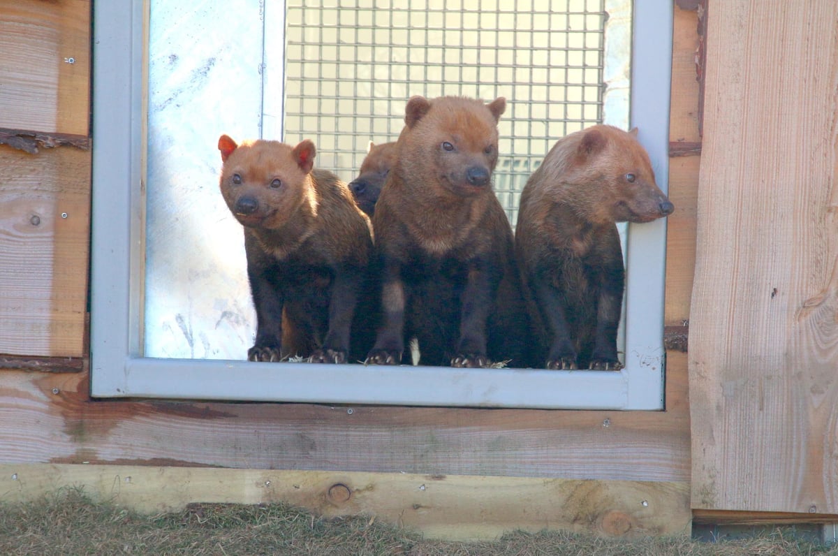 Doncaster wildlife park reopens and guests back after many