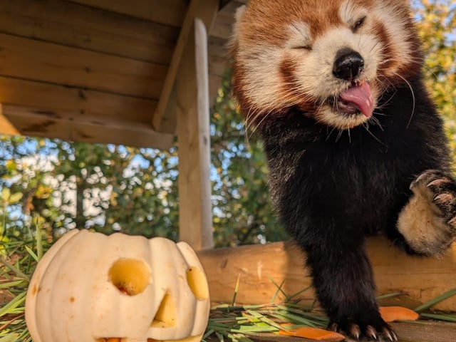 Alice the red panda found a pumpkin to tuck into.