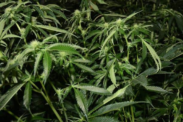 Police found cannabis being cultivated
