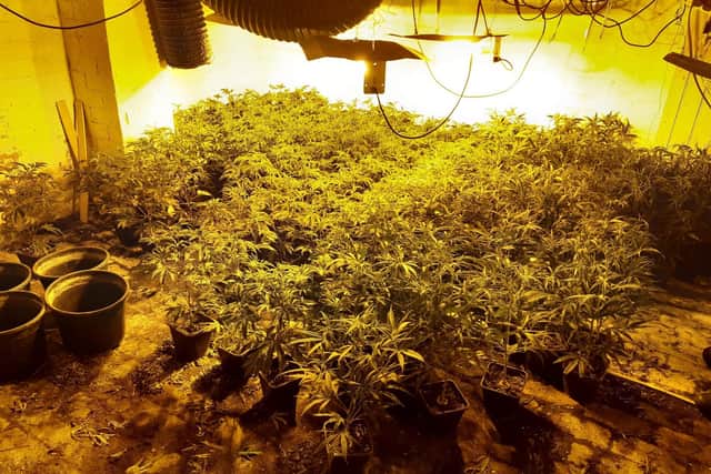 Police discovered more than 500 cannabis plants at the property.