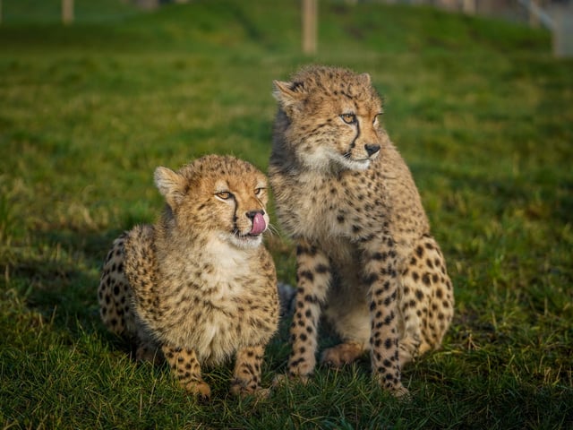 Visitor-favourites Kendi and Tafari the cheetahs celebrated their first birthday