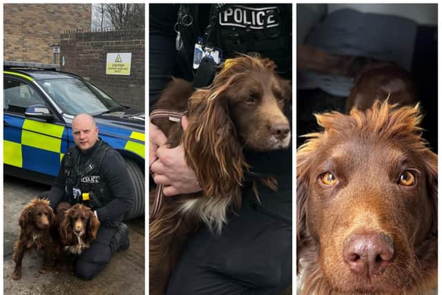 The dogs were discovered by police in Newmarket.