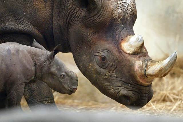 BROOKFIELD, IL - SEPTEMBER 24:  A black rhinoceros calf named Kianga stands next to his mother Shima at Brookfield Zoo September 24, 2003 in Brookfield, Illinois. Following a 15-month wait, the male black rhinoceros Kianga, named by the keepers after a Swahili word that means "sunshine after rain", was born September 19, 2003. The third calf born to Shima, the zoo's 18-year-old female black rhinoceros, and Nakili, on loan from San Diego Wild Animal Park, Kianga is the 11th black rhinoceros born at the zoo. Rhinoceroses are an endangered species and therefore the birth is considered particularly significant.  (Photo by Tim Boyle/Getty Images)