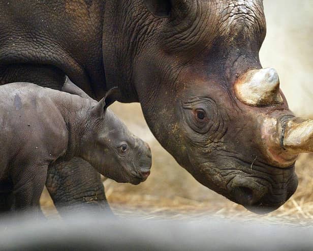 BROOKFIELD, IL - SEPTEMBER 24:  A black rhinoceros calf named Kianga stands next to his mother Shima at Brookfield Zoo September 24, 2003 in Brookfield, Illinois. Following a 15-month wait, the male black rhinoceros Kianga, named by the keepers after a Swahili word that means "sunshine after rain", was born September 19, 2003. The third calf born to Shima, the zoo's 18-year-old female black rhinoceros, and Nakili, on loan from San Diego Wild Animal Park, Kianga is the 11th black rhinoceros born at the zoo. Rhinoceroses are an endangered species and therefore the birth is considered particularly significant.  (Photo by Tim Boyle/Getty Images)