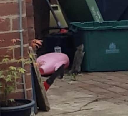Huge rats are making life hell for residents of Balby