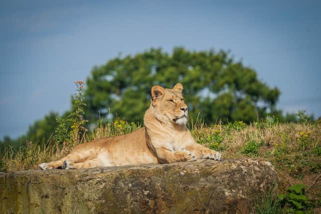 Ukrainian Lions celebrate their first summer of freedom in Yorkshire.