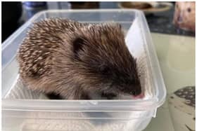 Fire crews rescued the baby hedgehog near Doncaster.