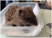 Fire crews rescued the baby hedgehog near Doncaster.