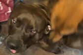 American bulldog Haze was seized by police after a reported attack on a man in his 50s.
