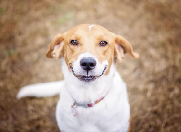 These are some of the breeds of dogs that tend to have happy dispositions.