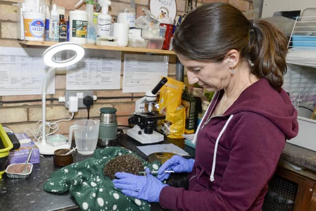 Anni Crawford looking after some of the hedgehogs at The Hog Hostel in Doncaster