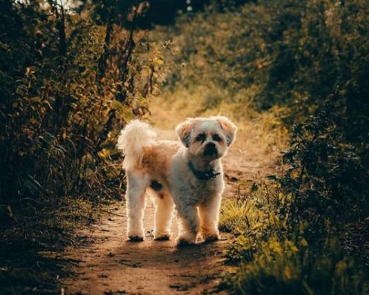 Charlie the dog out for a walk with photographer @david8photography