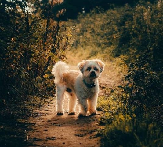 Charlie the dog out for a walk with photographer @david8photography
