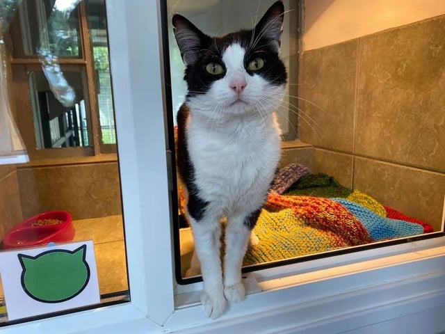 One year old Clarence is a reclusive boy who won't enjoy loud, hectic households - but give him time and space to adapt and he'll return your patience with all the love in the world.