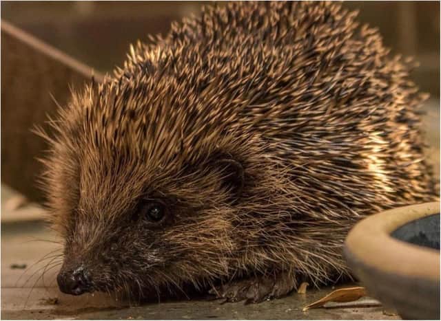 Hedgehogs are at risk of injury by strimmers.