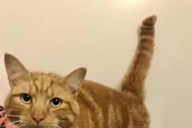 Ginger puss Zygfryd who is jetting off to Denmark