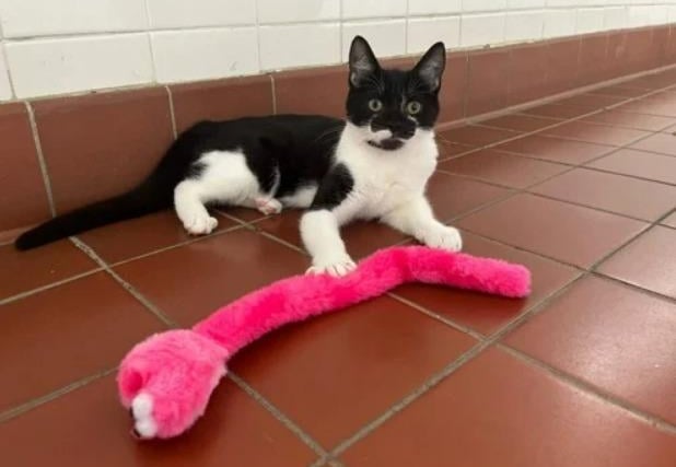 This little bundle of fun is Elliot - at just 11 weeks old, he's still very much a baby! He loves attention and will often do whatever he can to get it - just take it as a sign that he loves you.