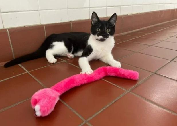 This little bundle of fun is Elliot - at just 11 weeks old, he's still very much a baby! He loves attention and will often do whatever he can to get it - just take it as a sign that he loves you.