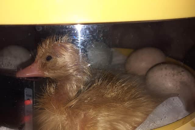 A duck in the incubator