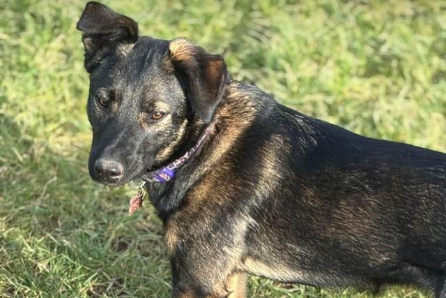 Missing dog Athena.