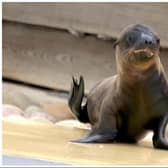 The cute sea lion pups are the latest arrival at Yorkshire Wildlife Park.