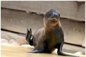 The cute sea lion pups are the latest arrival at Yorkshire Wildlife Park.