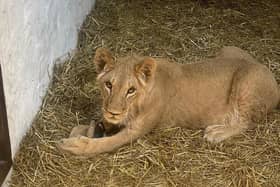 Yorkshire Wildlife Park rescuing three lions stranded in war-torn Ukraine to bring them to safety in Doncaster.