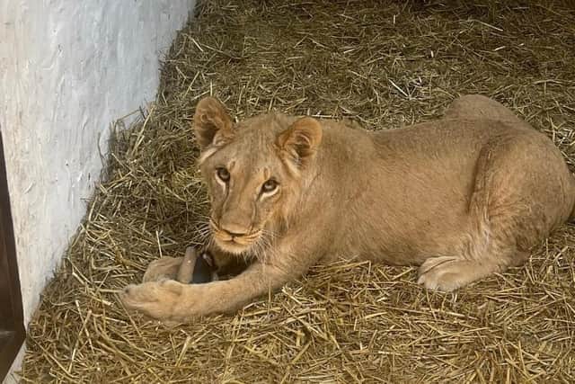 Yorkshire Wildlife Park rescuing three lions stranded in war-torn Ukraine to bring them to safety in Doncaster.