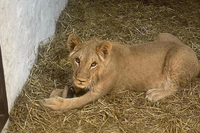 Yorkshire Wildlife Park rescuing three lions stranded in war-torn Ukraine to bring them to safety in Doncaster