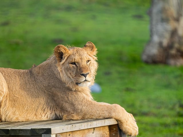 Lion cubs Oleg, Rafael and Shanti settled happily into their new home after being left stranded in war-torn Ukraine