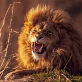 Twelve months at the Yorkshire Wildlife Park