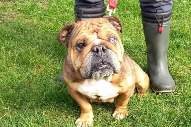 Four-year-old British bulldog Cleo has been left needing major surgery due to 'extreme' breeding, with the RSPCA in Doncaster has launched a fundraising appeal to ensure she gets the treatment she needs