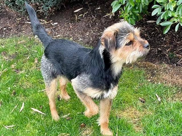 Claire Michelle sent in this smashing picture of her "beautiful boy Stan" - what a lovely chap.