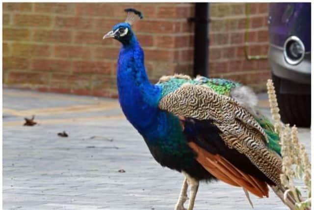 Finningley is home to a colony of peacocks and peahens.