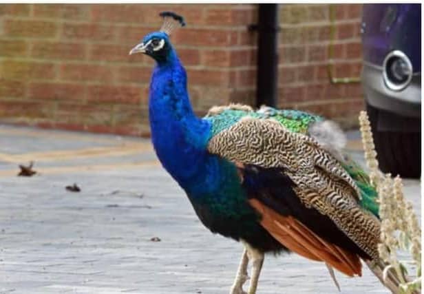 Finningley is home to a colony of peacocks and peahens.