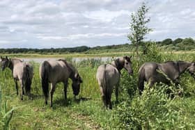 The four grey-and-white ponies are all female and aged between ten and 16 years old