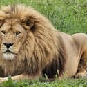 Simba who sadly passed away yesterday.